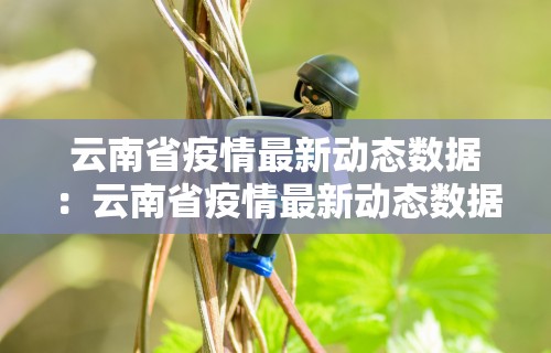 一分钟讲解“天天卡五星可以开挂吗”分享用挂教程
